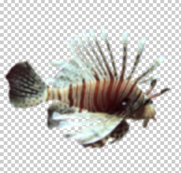Invertebrate .cf Fish PNG, Clipart, Fish, Invertebrate, Lion Fish, Organism, Others Free PNG Download