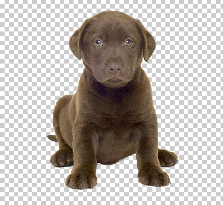 Labrador Retriever Golden Retriever Boston Terrier Puppy American Pit Bull Terrier PNG, Clipart, American Pit Bull Terrier, Animals, Borador, Boston Terrier, Breed Free PNG Download