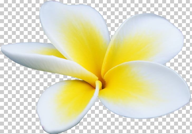 Petal Flower Stock Photography Frangipani Yellow PNG, Clipart, Blog, Chemical Element, Color, Exotic Flowers, Flower Free PNG Download