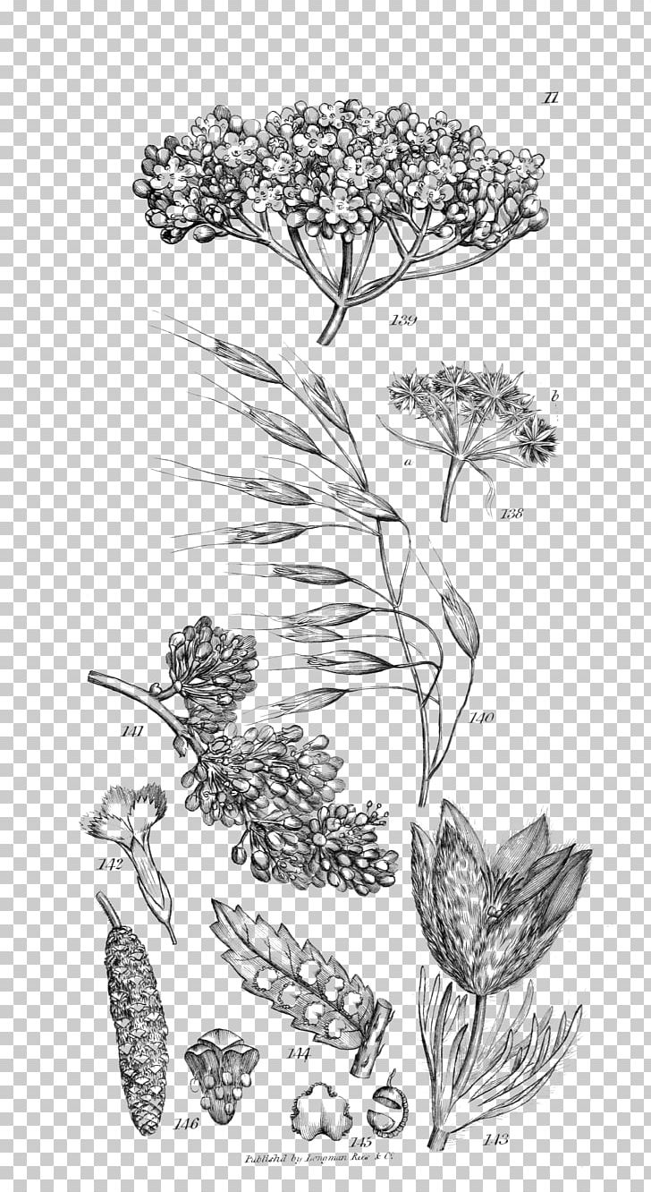 An Introduction To Physiological And Systematical Botany Woody Plant Art PNG, Clipart, Art, Artwork, Black And White, Botany, Branch Free PNG Download