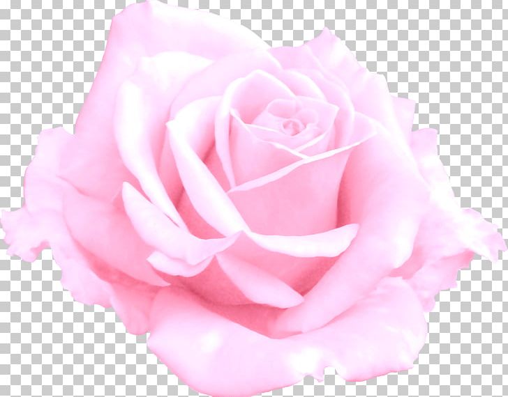Centifolia Roses Garden Roses Flower Rosaceae Pink PNG, Clipart, Centifolia Roses, Closeup, Cut Flowers, Daisys, Floribunda Free PNG Download