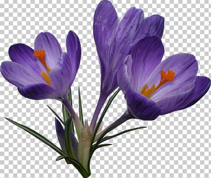Crocus Flower PNG, Clipart, Clip Art, Computer Icons, Crocus, Flower, Flowering Plant Free PNG Download