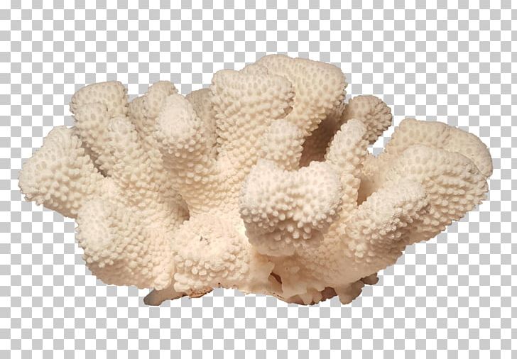 Pocilloporidae Coral Pocillopora Meandrina Biological Specimen Invertebrate PNG, Clipart, Biological Specimen, Biology, Buyer, Cauliflower, Chairish Free PNG Download