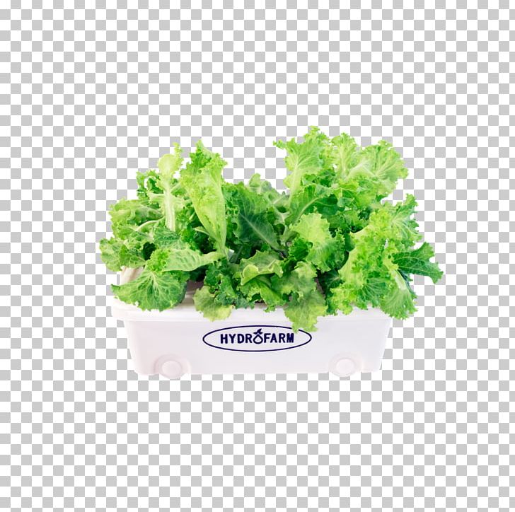 Romaine Lettuce Spring Greens Salad Assortment Strategies Cultural Diversity PNG, Clipart, Assortment Strategies, Cultural Diversity, Flowerpot, Herb, Leaf Vegetable Free PNG Download