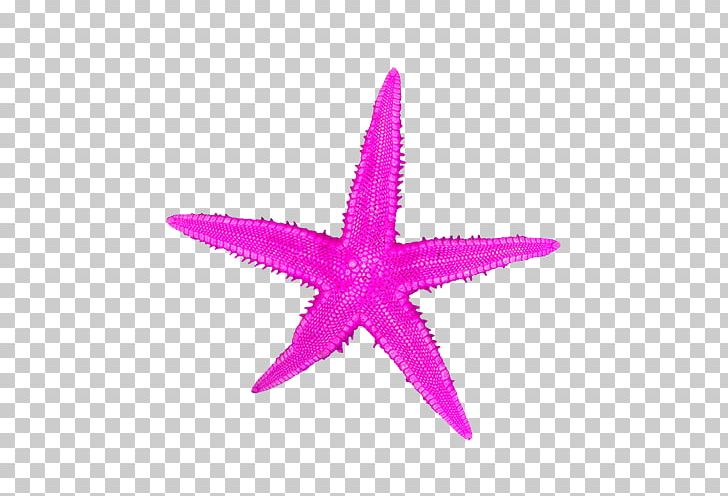Starfish PNG, Clipart, Adobe Illustrator, Animals, Down, Echinoderm, Encapsulated Postscript Free PNG Download