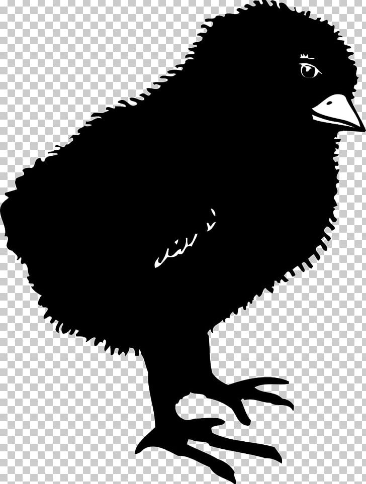 Chicken Bird PNG, Clipart, Animals, Beak, Bird, Black And White, Chick Free PNG Download
