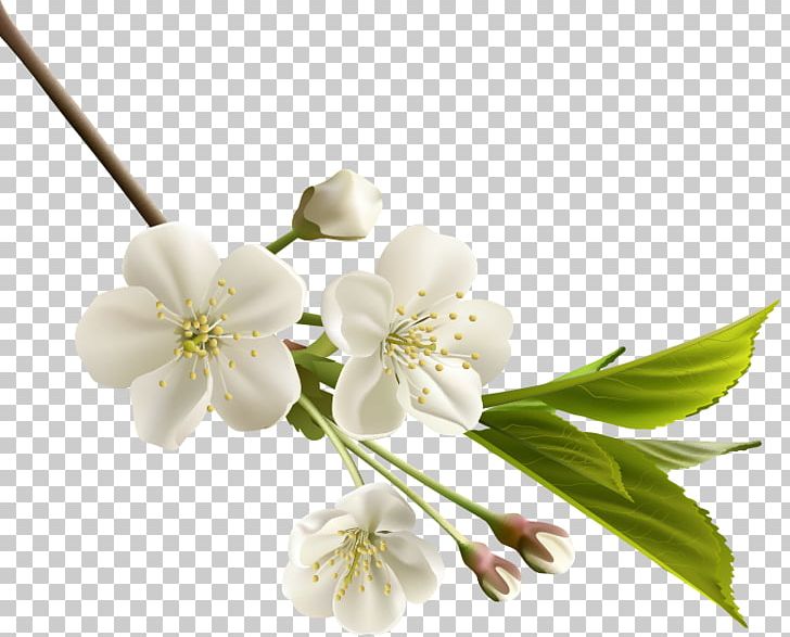 Flower Floral Design Blossom PNG, Clipart, Blossom, Branch, Cherry Blossom, Cut Flowers, Floral Design Free PNG Download
