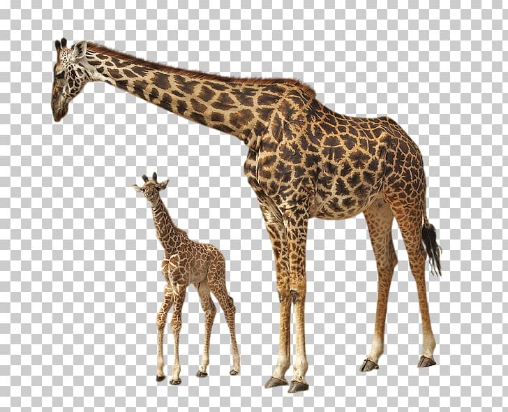 Giraffe PNG, Clipart, Giraffe Free PNG Download