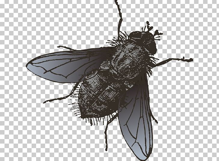 Insect Fly Illustration PNG, Clipart, Adobe Illustrator, Animals, Arthropod, Black, Black Hair Free PNG Download