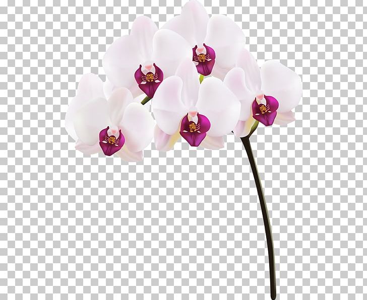 Moth Orchids PNG, Clipart, Blossom, Cut Flowers, Flower, Flowering Plant, Magenta Free PNG Download