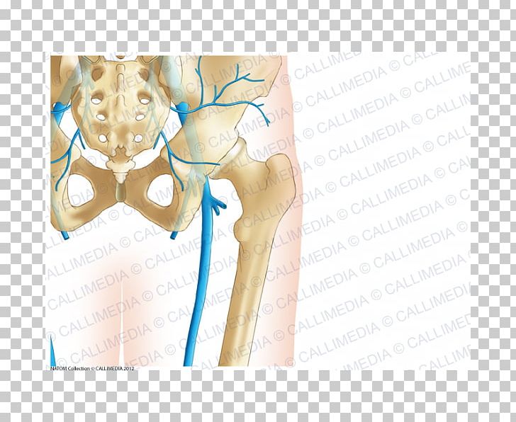 Pelvis Hip Bone Coronal Plane Human Skeleton PNG, Clipart, Abdomen, Anatomy, Arm, Bone, Chest Free PNG Download