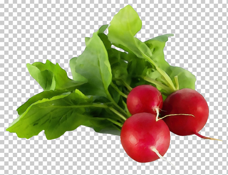 Vegetable Radish Louis Tellier N4197 Radish Peeler And Decorator Stainless Steel Fruit PNG, Clipart, Cooking, Cucumber, Cultivated Edible Plant, Eating, Field Mustard Free PNG Download