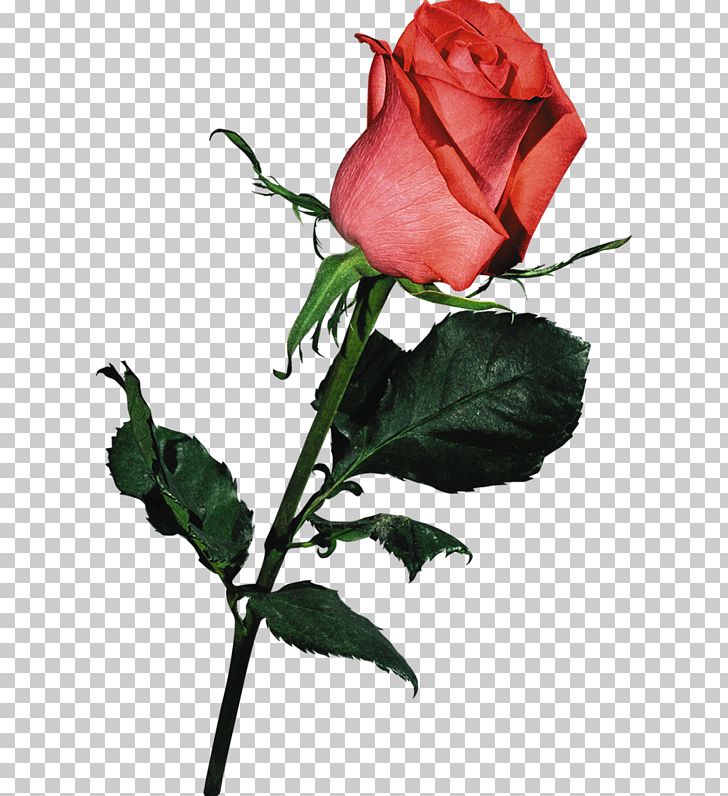 Beach Rose PNG, Clipart, Animation, Art, Bud, China Rose, Color Free PNG Download