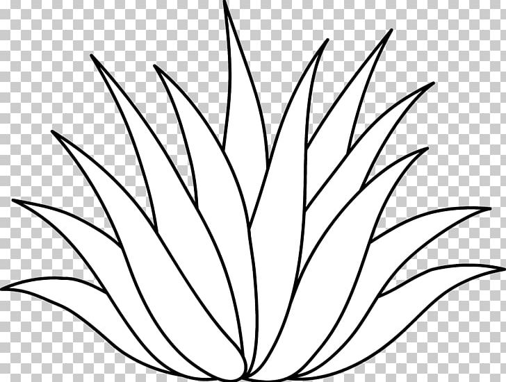 Centuryplant Agave Azul Aloe Vera Drawing PNG, Clipart, Agave Azul, Artwork, Black And White, Branch, Circle Free PNG Download