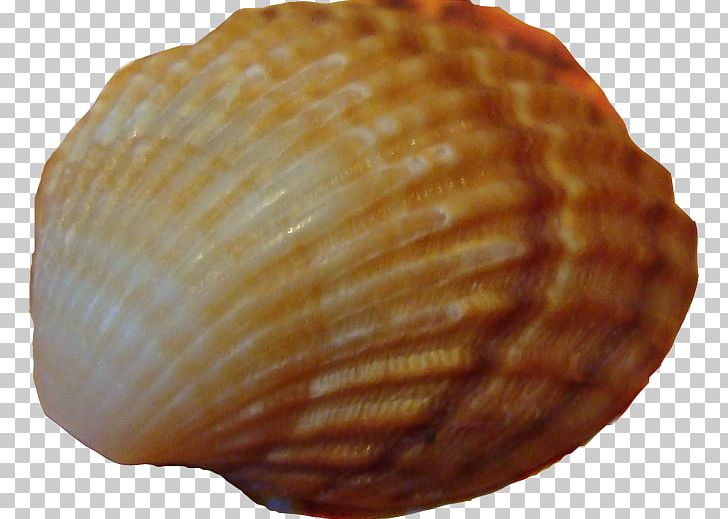 Cockle Seashell Conchology Sea Snail PNG, Clipart, Animals, Clam, Clams Oysters Mussels And Scallops, Cockle, Conch Free PNG Download