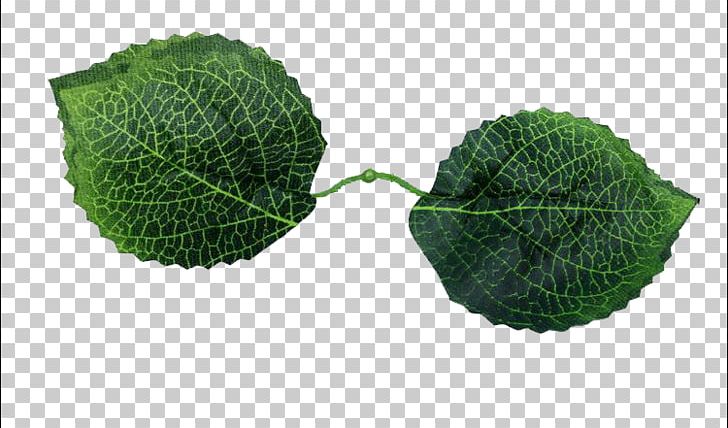 French Hydrangea Leaf Flower PNG, Clipart, Aedmaasikas, Auglis, Background Green, Branch, Data Free PNG Download