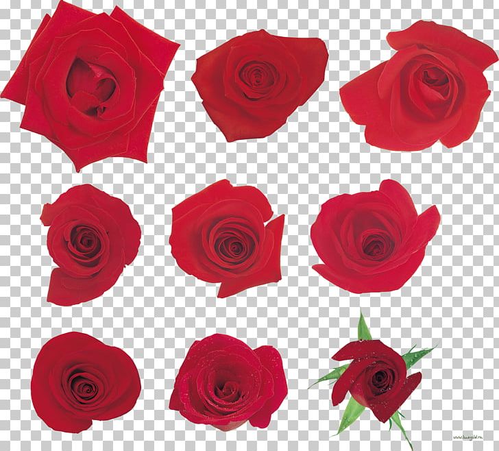 Garden Roses Floribunda KRAS Cut Flowers PNG, Clipart, Cut Flowers, Directory, Floribunda, Flower, Flowering Plant Free PNG Download