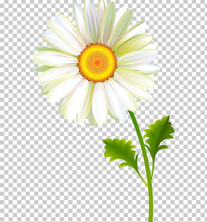 Photography Others Sunflower PNG, Clipart, Annual Plant, Archive File, Aster, Camomile, Chrysanths Free PNG Download