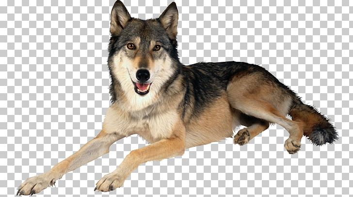 Siberian Husky Seppala Siberian Sleddog Utonagan PNG, Clipart, Alaskan Tundra Wolf, Animal, Arctic Wolf, Carnivoran, Dog Breed Free PNG Download