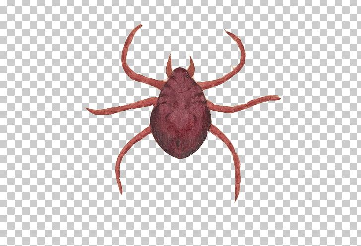 Trombicula Stock Photography Acari PNG, Clipart, Alamy, Animal, Color, Crab, Insects Free PNG Download