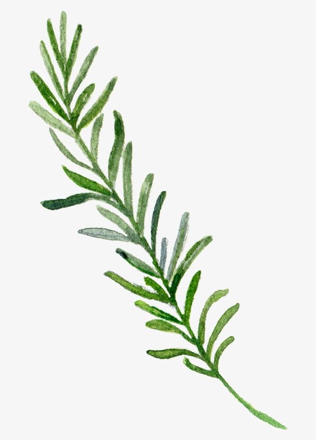 Hand-painted Leaf Border PNG, Clipart, Border, Border Clipart, Borders, Botany, Fresh Free PNG Download