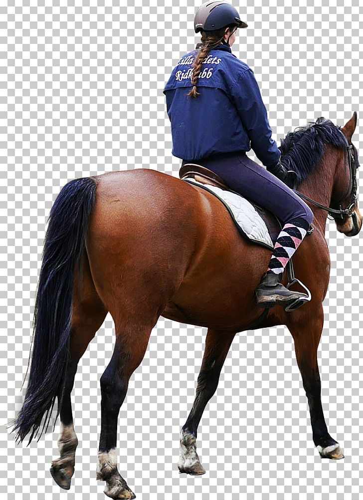 Horse Equestrian PNG, Clipart, Animals, Animal Training, Architecture, Dressage, English Riding Free PNG Download