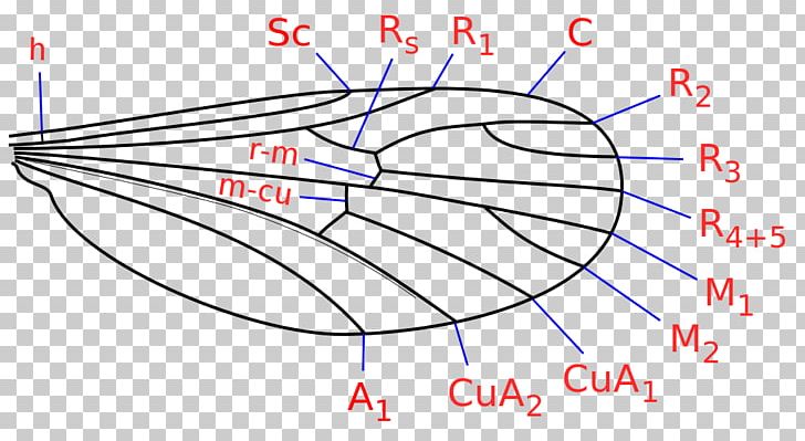 Mosquito Corethrella Pterygota Heleomyzidae Insect Wing PNG, Clipart,  Free PNG Download