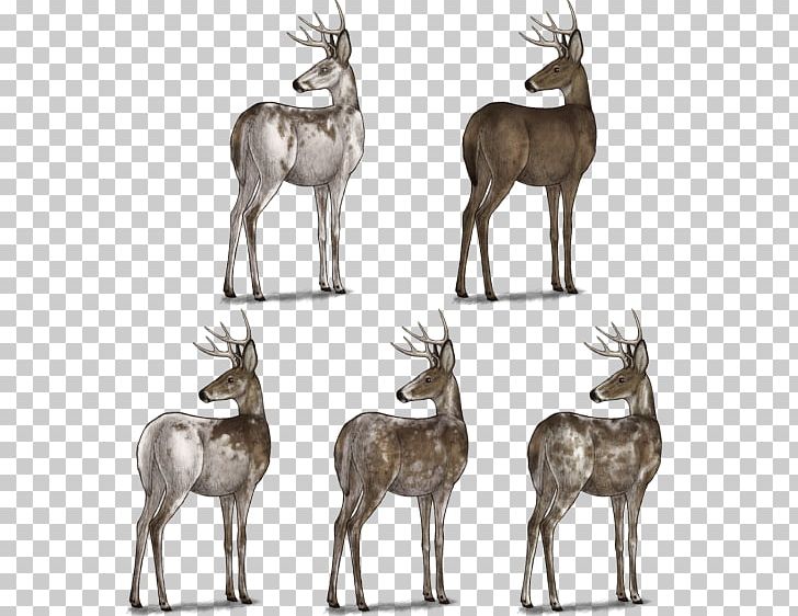 Reindeer Arctic Fox Musk Deers Springbok PNG, Clipart, Animal, Antelope, Antler, Arctic, Arctic Fox Free PNG Download