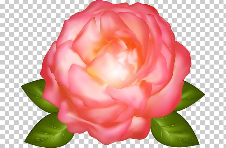 Garden Roses Cabbage Rose China Rose PNG, Clipart, Beautiful, Camellia, China Rose, Computer, Cut Flowers Free PNG Download