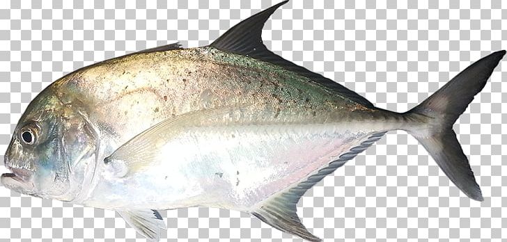 Giant Trevally Milkfish Pelagic Fish Animal PNG, Clipart, Animal, Animal Figure, Carangidae, Coral Reef, Fauna Free PNG Download