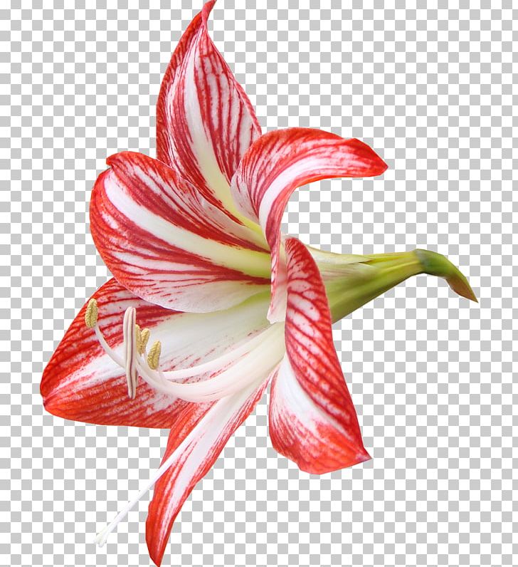 Lilium Flower Red PNG, Clipart, Amaryllis Family, Blue, Color, Cut Flowers, Designer Free PNG Download