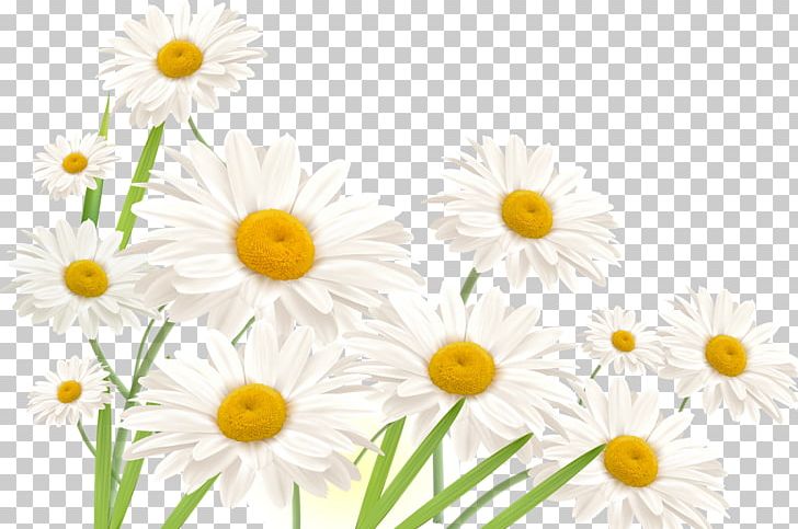 Common Daisy Nail Flower Finger Antifungal PNG, Clipart, Antifungal, Camomile, Chamaemelum Nobile, Chrysanths, Common Daisy Free PNG Download