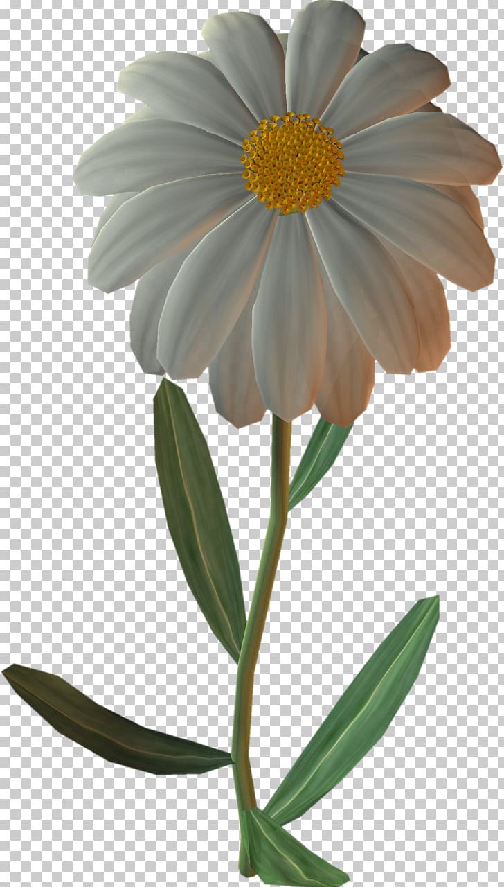 German Chamomile Flower Common Daisy PNG, Clipart, Annual Plant, Aster, Blumen, Chamomile, Common Daisy Free PNG Download