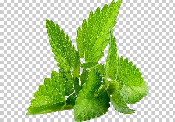 Herb Leaf Mentha Spicata Lemon Balm Plant PNG, Clipart, Chives, Coriander, Flavor, Food, Herb Free PNG Download
