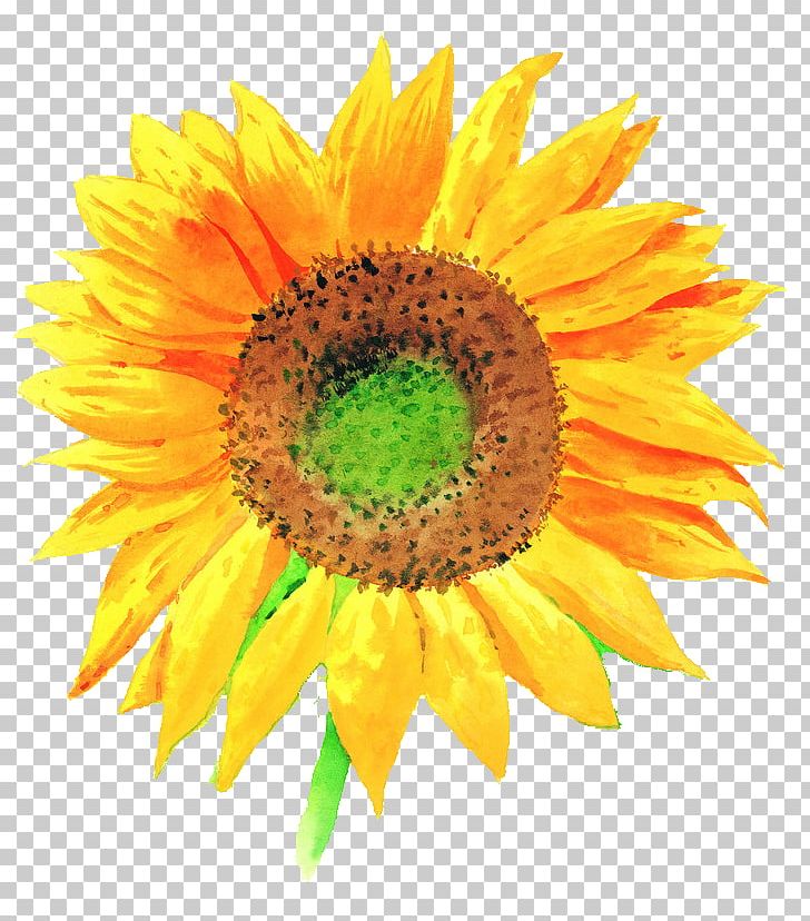 Common Sunflower Stock Illustration Illustration PNG, Clipart, Close, Daisy Family, Flower, Flowers, Hand Free PNG Download