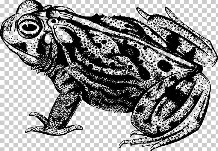 Frog Toad Drawing PNG, Clipart, Amphibian, Animal, Animals, Black And White, Cane Toad Free PNG Download