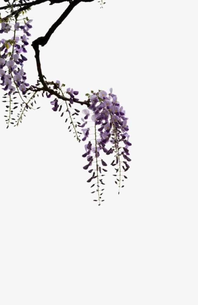 Trees Wisteria Material PNG, Clipart, Branches, Flowers, Material Clipart, Picture Clipart, Plant Free PNG Download
