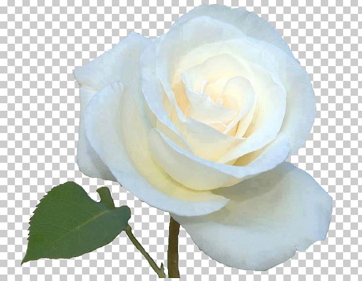 Garden Roses Cabbage Rose Floribunda Portable Network Graphics White Rose Of York PNG, Clipart, Background Light, Cut Flowers, Floribunda, Flower, Flowering Plant Free PNG Download