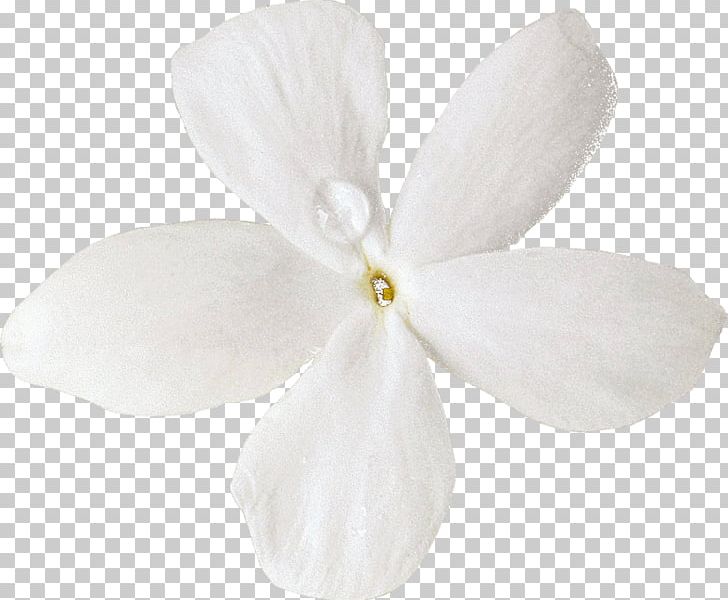 Moth Orchids Cut Flowers Petal PNG, Clipart, Chanel, Cut Flowers, Fleur, Flower, Flowering Plant Free PNG Download