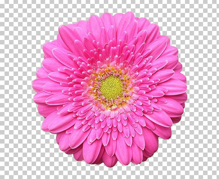 Aster Flower Dubai - Best Flower Wallpaper