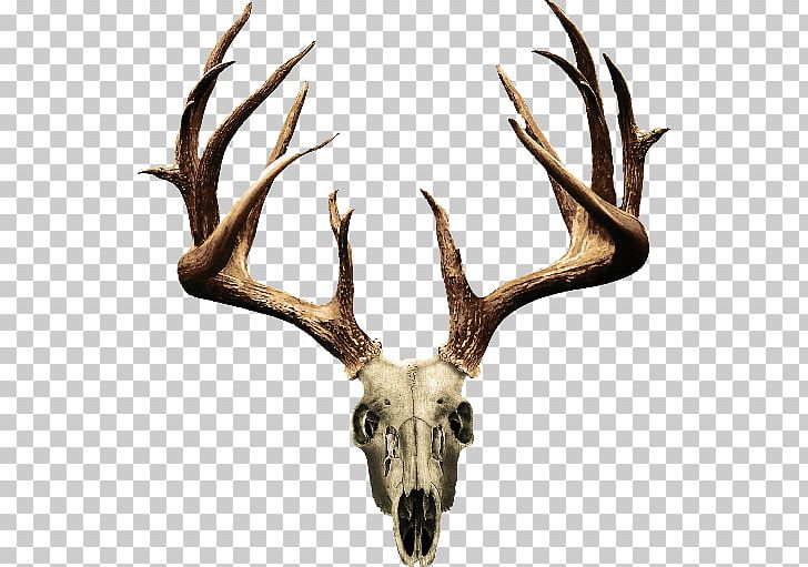 Art Drawing Deer PNG, Clipart, Animals, Antler, Antlers, Art, Artist Free PNG Download