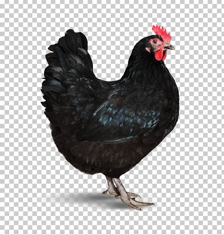 Chicken Coop Organic Food Poultry Feed PNG, Clipart, Animals, Beak, Bird, Chicken, Chicken Coop Free PNG Download