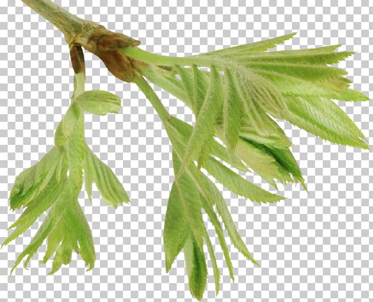 Leaf Branch Tree Twig PNG, Clipart, Ash, Branch, Bud, Download, Grass Family Free PNG Download