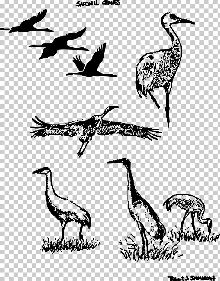 Sandhill Crane Bird Drawing PNG, Clipart, Animal, Animal Migration, Beak, Bird, Black And White Free PNG Download