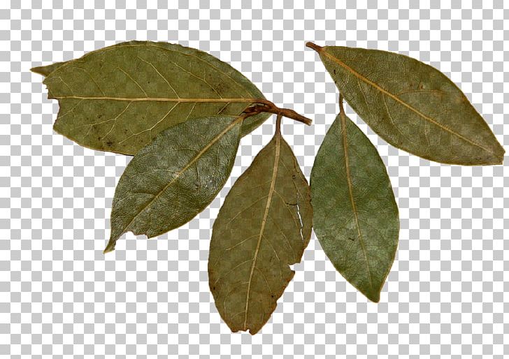 Bay Laurel Mango Plus Bay Leaf Cooking Condiment PNG, Clipart, Bay Laurel, Bay Leaf, Condiment, Cooking, Cuisine Free PNG Download