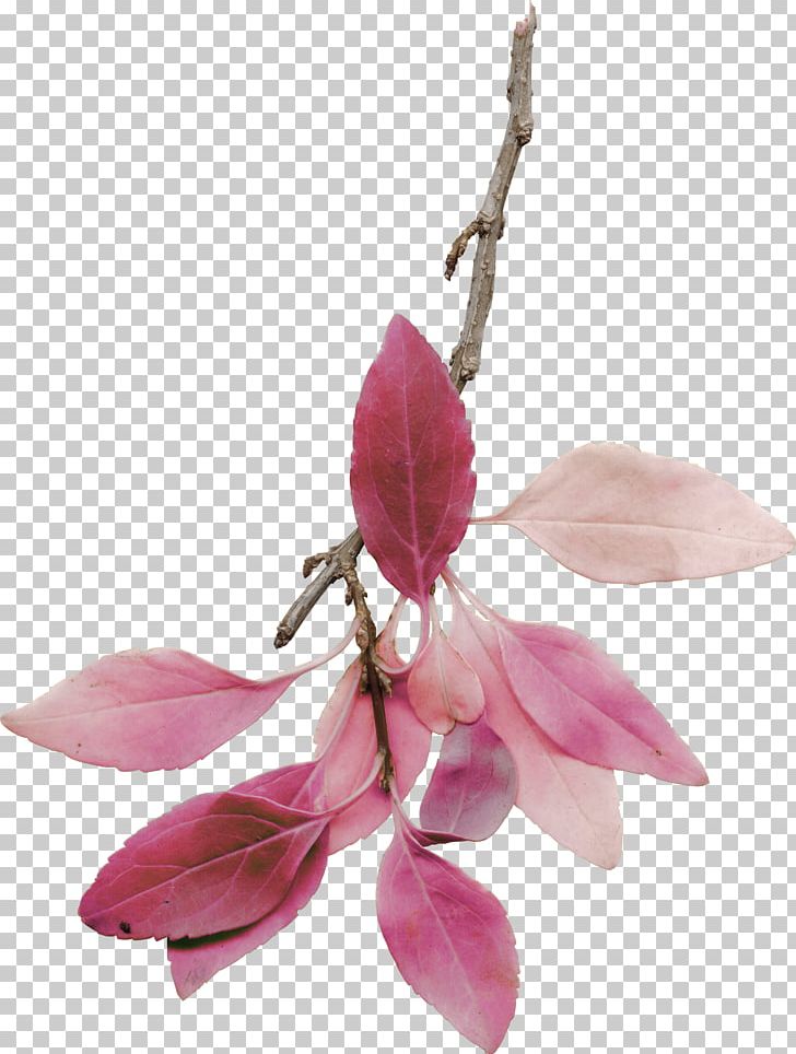 Flower Branch Photography PNG, Clipart, Blossom, Branch, Color, Flower, Flowering Plant Free PNG Download