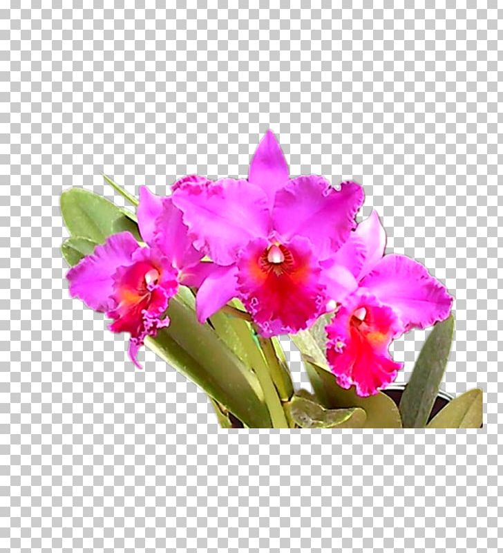 Flower PNG, Clipart, Cattleya, Dendrobium, Encapsulated Postscript, Floral, Floristry Free PNG Download