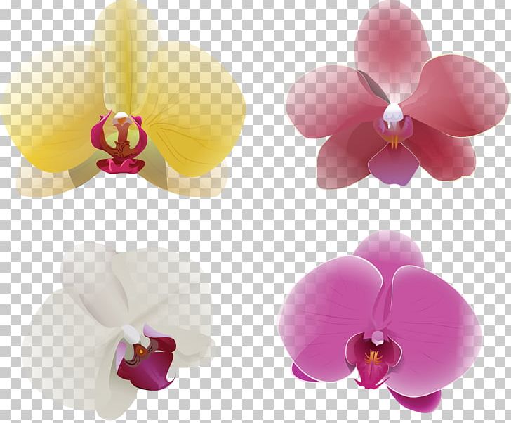 Moth Orchids Encapsulated PostScript PNG, Clipart, Desktop Wallpaper, Download, Encapsulated Postscript, Flower, Flowering Plant Free PNG Download