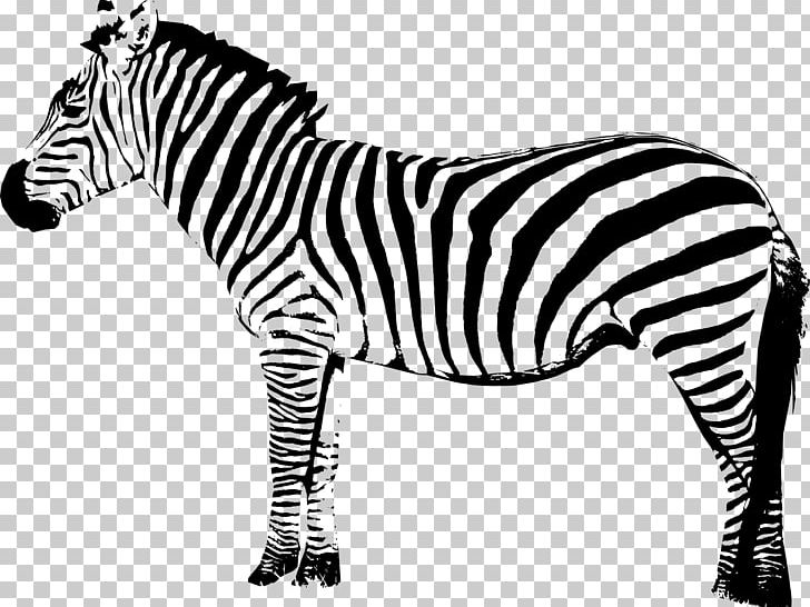 Quagga Zebra Computer Icons PNG, Clipart, Animal, Animals, Black And White, Burchells Zebra, Computer Icons Free PNG Download
