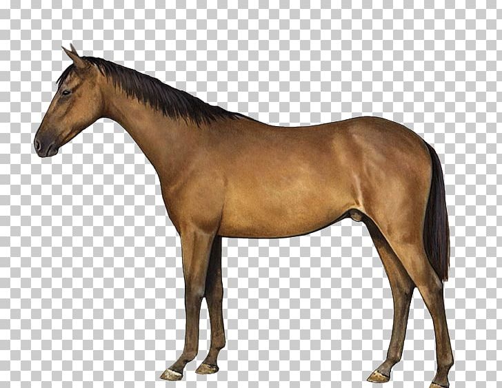 Thoroughbred Tennessee Walking Horse American Paint Horse Darby Dan Farm Desktop PNG, Clipart, American, American Paint Horse, Black, Breed, Bridle Free PNG Download
